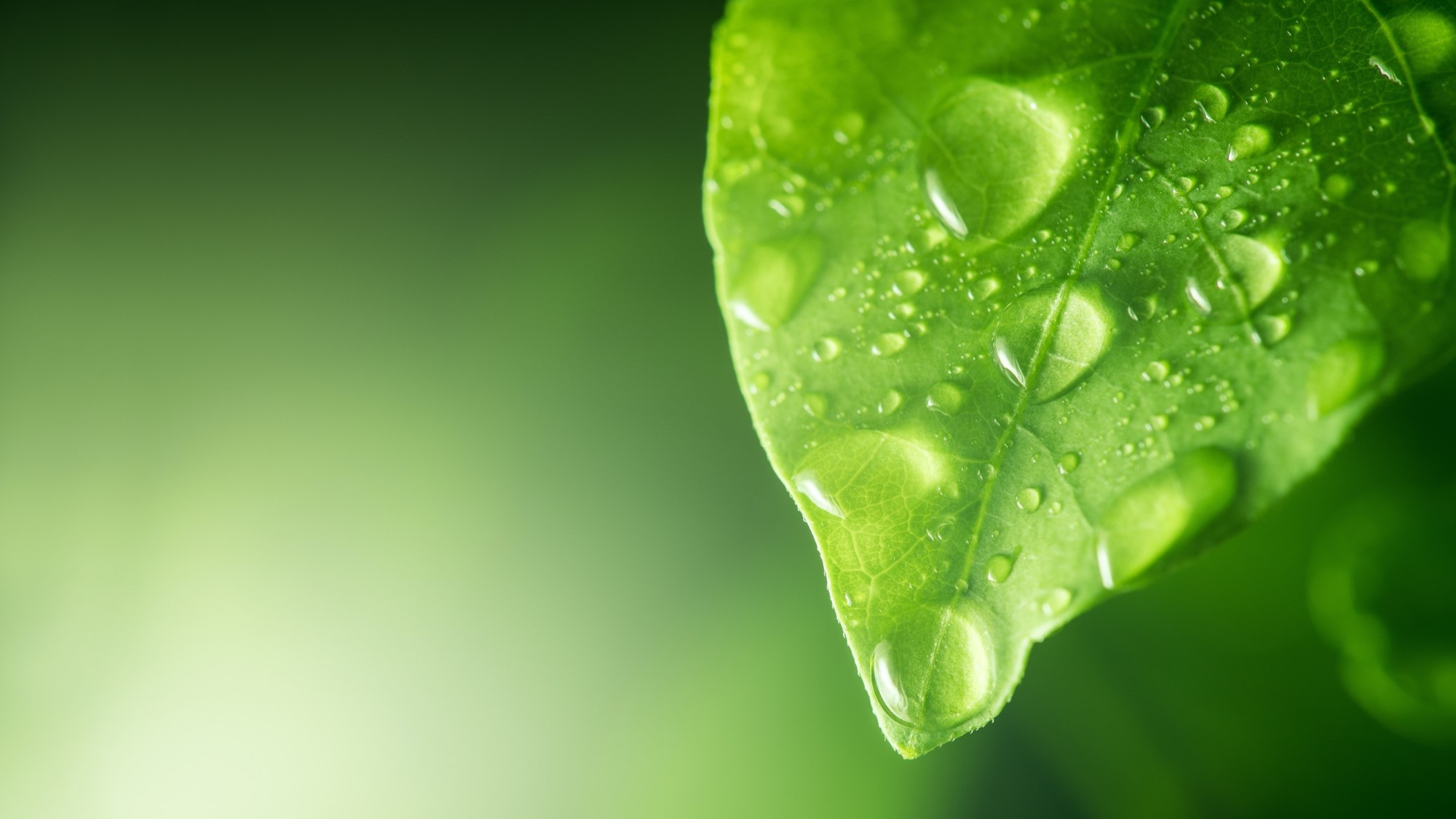 Groen blad met waterdruppels