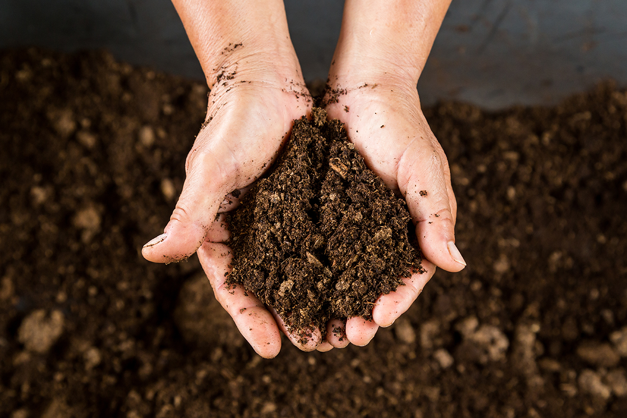 peat in hands